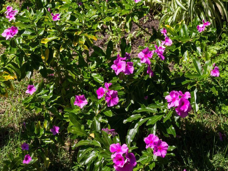 Pousada Buzios Garden Dış mekan fotoğraf